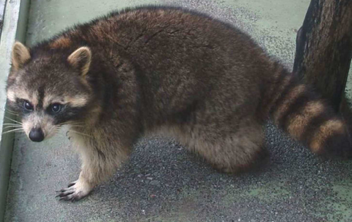 アライグマについての画像