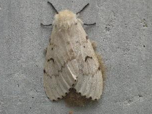 マイマイガ成虫の画像2