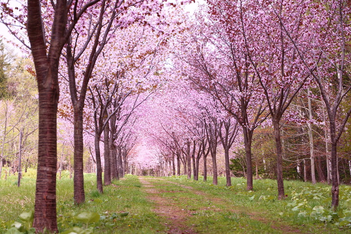 桜並木