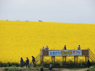 菜の花祭りの写真