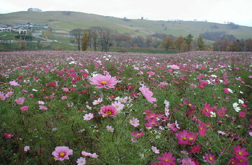 秋桜フェスタｉｎ丸加２００２