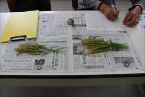 「水稲」生育調査集合研修（第4回目）の画像1
