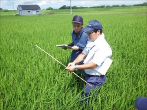 「水稲」生育調査集合研修（第3回目）の画像1