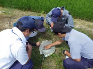 「水稲」生育調査集合研修（第3回目）の画像3