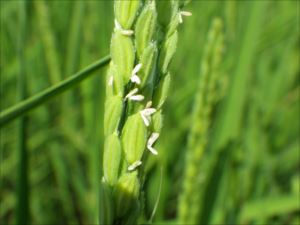 「水稲」生育調査集合研修（第3回目）の画像4
