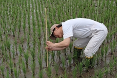 「水稲」生育調査集合研修（第2回目）　平成30年7月2日の画像1