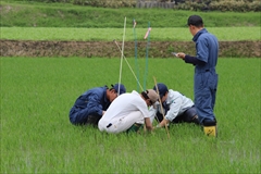 「水稲」生育調査集合研修（第2回目）　平成30年7月2日の画像3