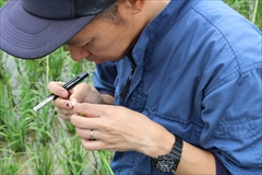 「水稲」生育調査集合研修（第2回目）　平成30年7月2日の画像4