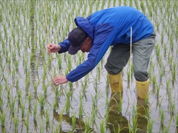 「水稲」生育調査集合研修　平成30年6月18日の画像1