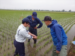 「水稲」生育調査集合研修　平成30年6月18日の画像2