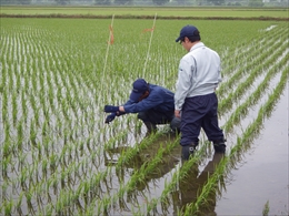 「水稲」生育調査集合研修　平成30年6月18日の画像3