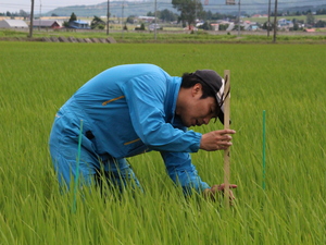「水稲」生育調査集合研修（第3回目）　令和元年7月17日の画像2