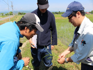 「水稲」生育調査集合研修1