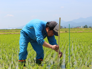 「水稲」生育調査集合研修4