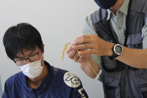 「水稲」生育調査集合研修（6）（稔実調査）の画像2
