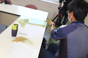 「水稲」生育調査集合研修（6）（稔実調査）の画像4