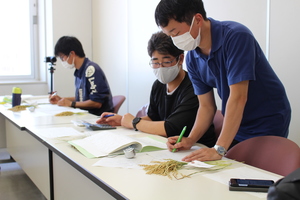 「水稲」生育調査集合研修（6）（稔実調査）の画像12