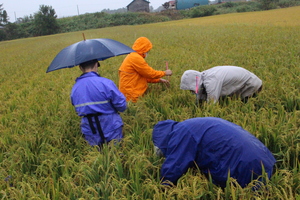 「水稲」生育調査集合研修（第5回目）の画像8
