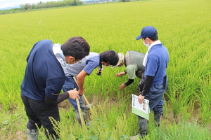 「水稲」生育調査集合研修（第4回目）の画像4