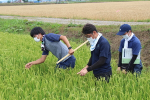「水稲」生育調査集合研修（第4回目）の画像5