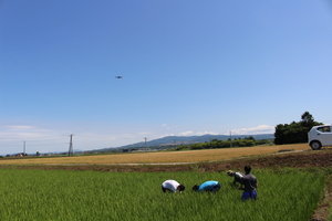 「水稲」生育調査集合研修（第3回目）の画像8