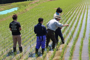 「水稲」生育調査集合研修（1）　令和3年6月17日の画像3