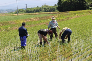 「水稲」生育調査集合研修（1）　令和3年6月17日の画像4