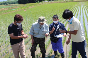 「水稲」生育調査集合研修（1）　令和3年6月17日の画像5