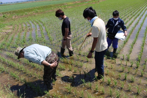 「水稲」生育調査集合研修（1）　令和3年6月17日の画像6