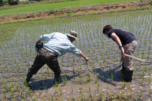 「水稲」生育調査集合研修（1）　令和3年6月17日の画像10