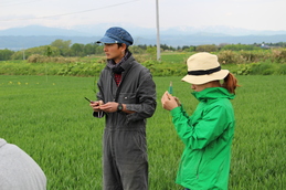 秋まき小麦の生育調査4