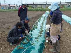 2期生のさつまいも植栽2