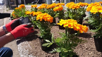 緑花樹の街路桝（がいろます）へ植栽イメージ