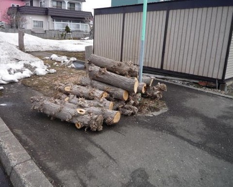 伐採された街路樹（イチョウ）の画像