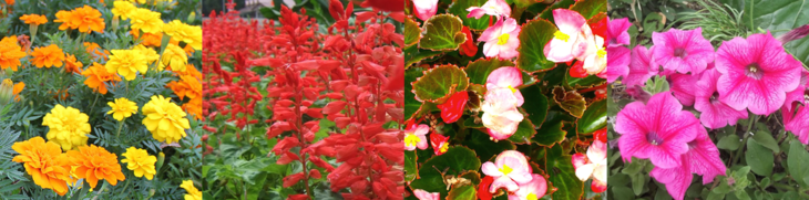 配布用「緑花樹」イメージ