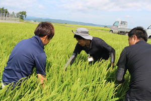 「水稲」生育調査集合研修（第4回目）　令和5年8月2日の画像3