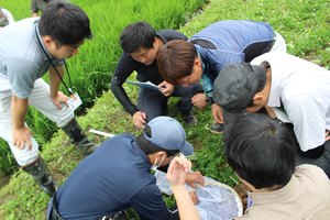 「水稲」生育調査集合研修（第3回目）の画像2