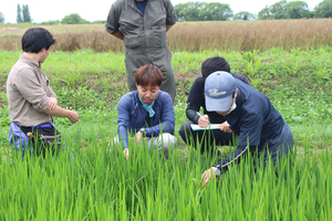 「水稲」生育調査集合研修（第3回目）の画像3