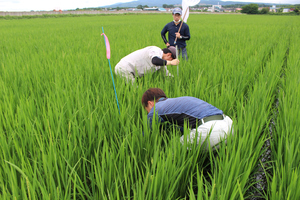 「水稲」生育調査集合研修（第3回目）の画像5