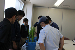 「水稲」生育調査集合研修（第2回目）の画像1