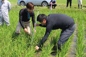 「水稲」生育調査集合研修（第2回目）の画像2