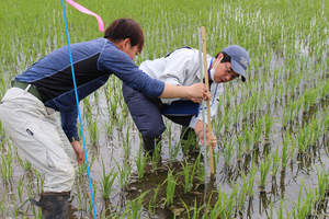 「水稲」生育調査集合研修の画像5
