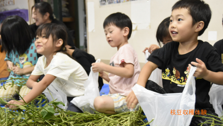 枝豆収穫体験