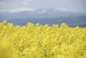 菜の花１